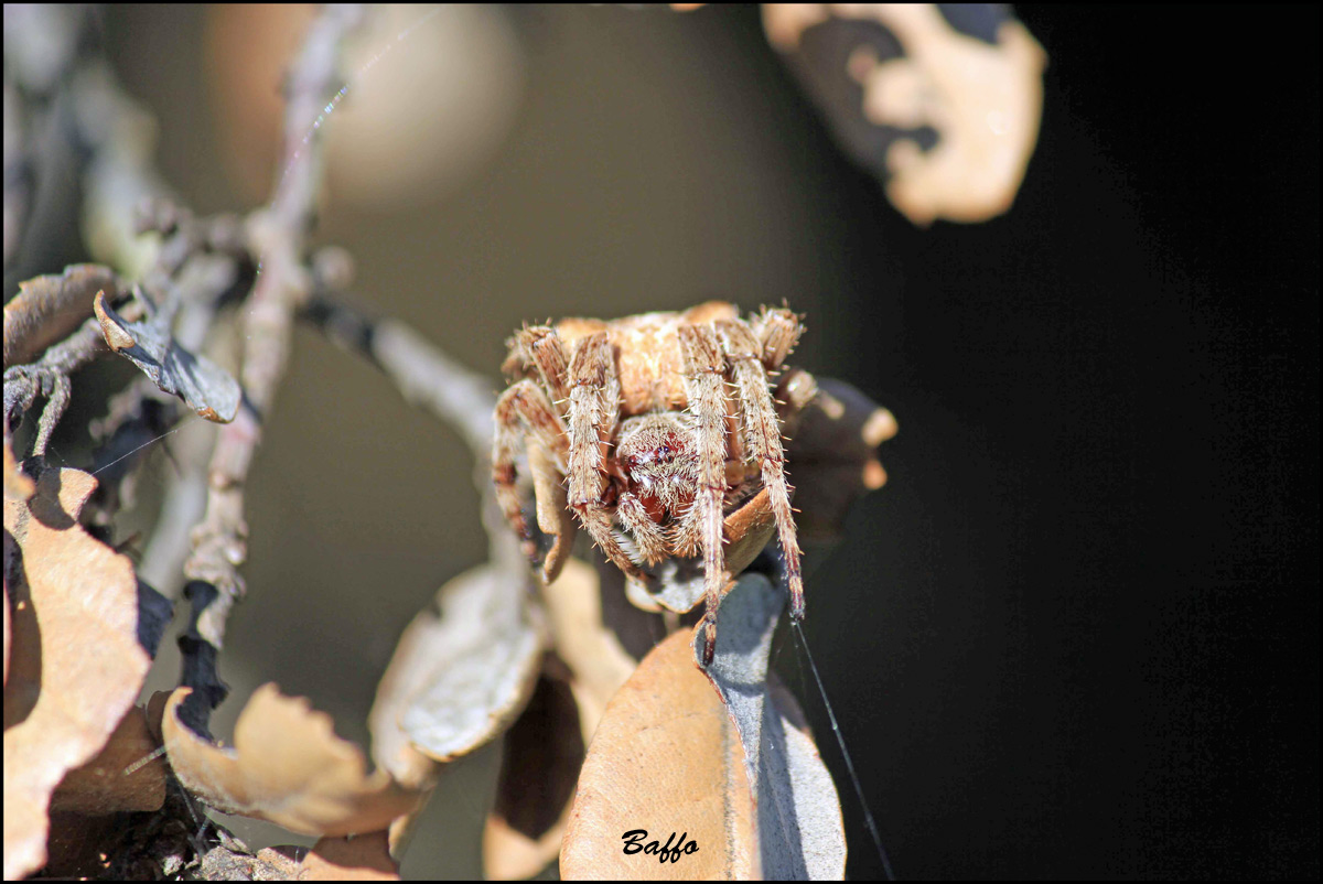 Araneus sp. - Isola di Cherso (Croazia)